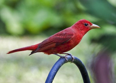 Summer Tanager