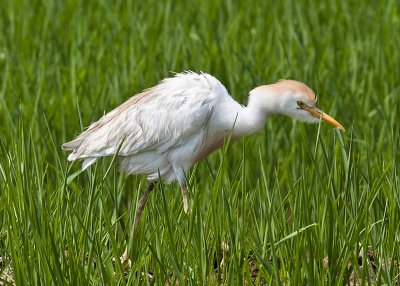 Cattle Egret