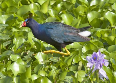 Purple Galinule