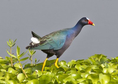 Purple Galinule