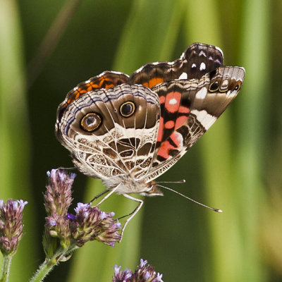 Painted Lady