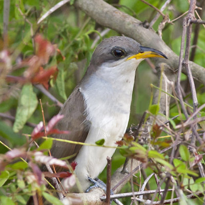 Yellow-billed Cuckoo