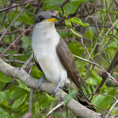 Yellow-billed Cuckoo