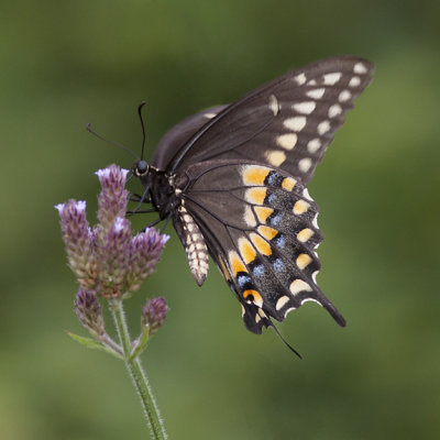 Black Swallowtail