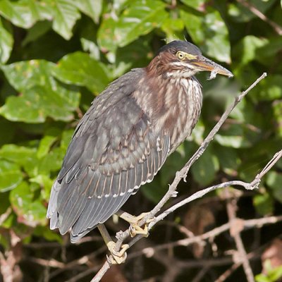 Greeen Heron