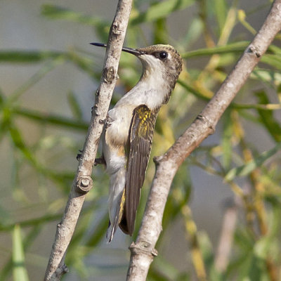 Ruby-throated Hummingbird