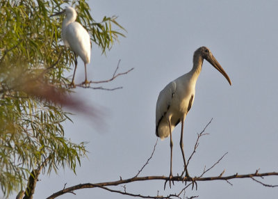 Wood Stork and friend