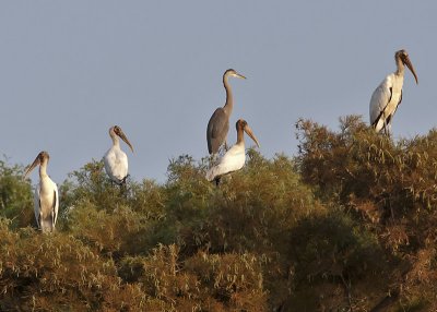 Wood Storks and Great Blue