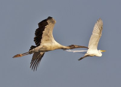 Wood Stork and Friend