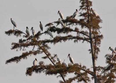 Wood Storks and Egret