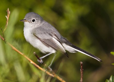 Blue-grey Gnatcatcher