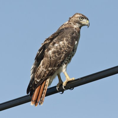 Tame Red-tailed Hawk