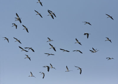 Wood Storks