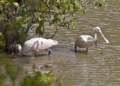 Roseate Spoonbill