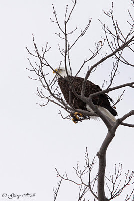 Bald Eagle.jpg