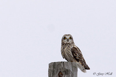 Short Eared Owl.jpg