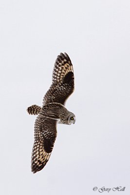 Short Eared Owl 3.jpg