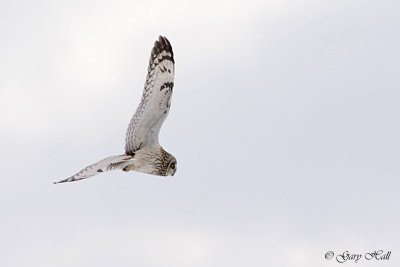 Short Eared Owl 4.jpg