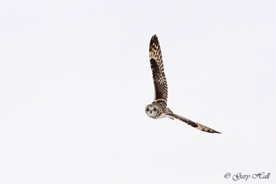 Short Eared Owl 5.jpg