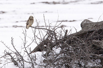 Short Eared Owl 6.jpg