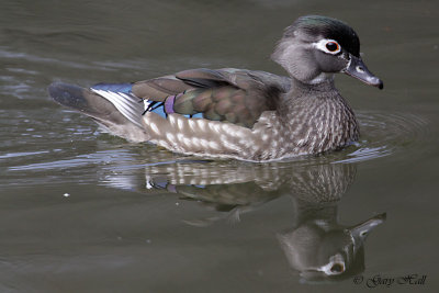 Female Wood Duck 2.jpg