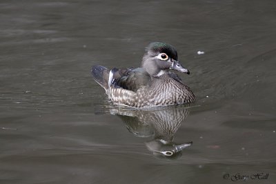 Female Wood Duck.jpg
