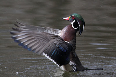 Wood Duck 2.jpg