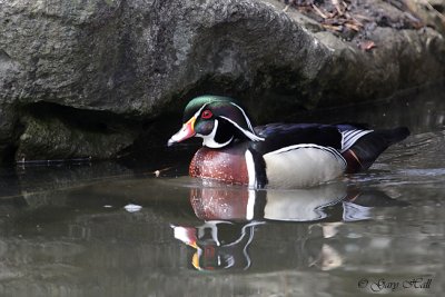Wood Duck 3.jpg