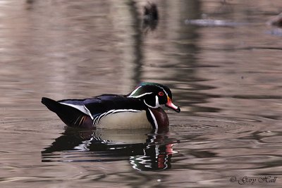 Wood Duck 4.jpg
