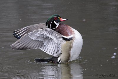 Wood Duck.jpg
