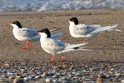 Common Terns.jpg