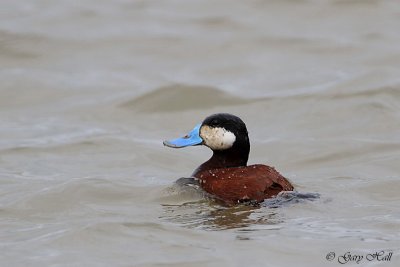 Ruddy Duck.jpg