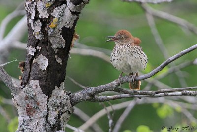 Brown Thrasher.jpg