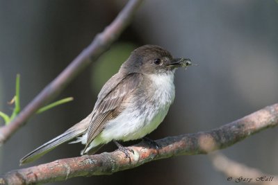 Eastern Phoebe.jpg