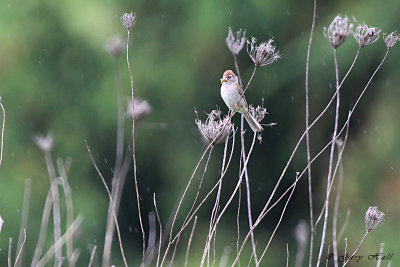 Field Sparrow.jpg