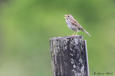 Savannah Sparrow 2.jpg