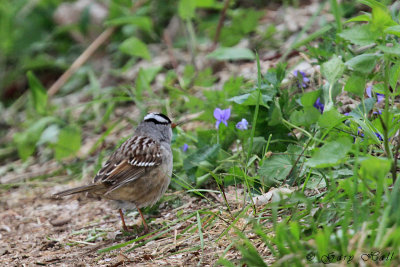 White-Crowned Sparrow.jpg