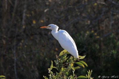 Catle Egret_11-10-22_1164.JPG