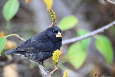 Finch -Medium Ground_11-10-21_1180.JPG
