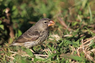 Finch -Medium Ground_11-10-23_1182.JPG