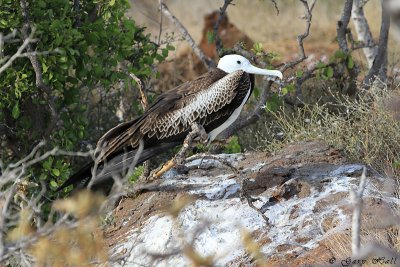 Frigatebird_11-10-17_1155.JPG