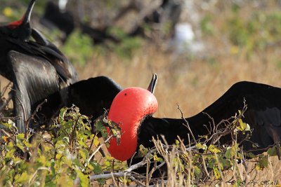 Frigatebird_11-10-17_1157.JPG