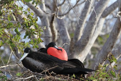 Frigatebird_11-10-17_1158.JPG