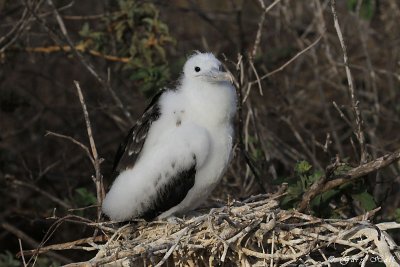 Frigatebird_11-10-17_1159.JPG