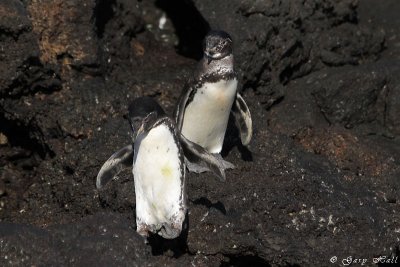 Galapagos  Penguins Bartelome _11-10-20_0978.JPG