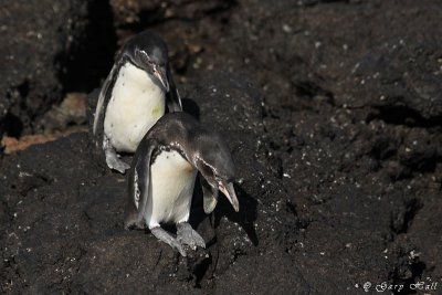 Galapagos  Penguins Bartelome _11-10-20_0979.JPG