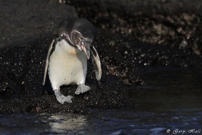 penguins