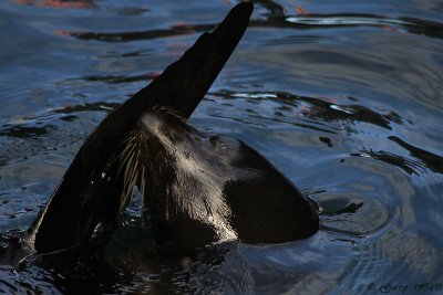 Galapagos Fur Seal_11-10-22_1079.JPG