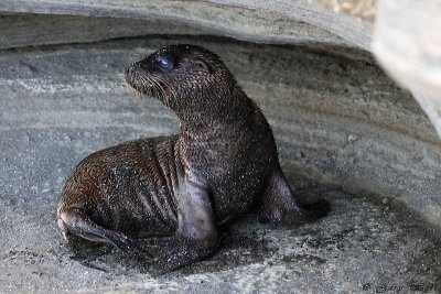 Galapagos Fur Seal_11-10-22_1084.JPG