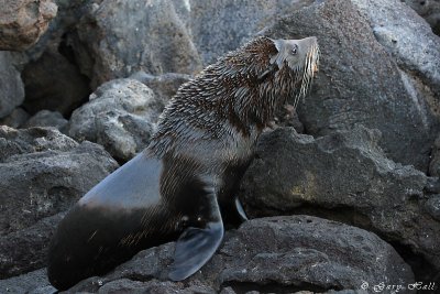 Galapagos Fur Seal_11-10-22_1097.JPG